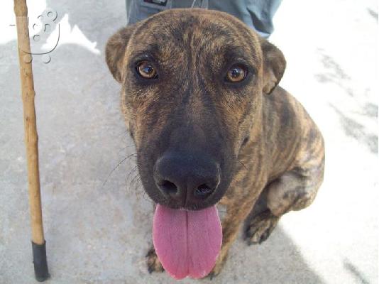 Πιτ Μπουλ ημιαιμη χαριζεται